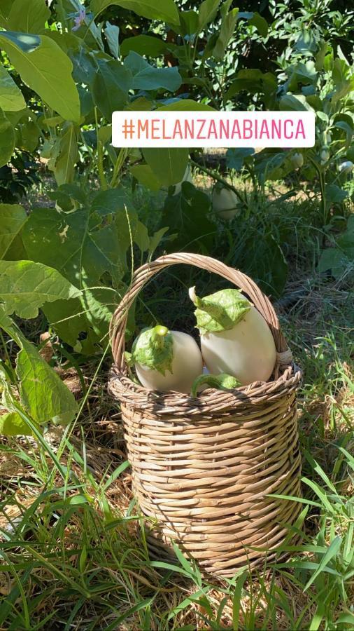 Agriturismo Fiori D'Arancio بالاجانو المظهر الخارجي الصورة